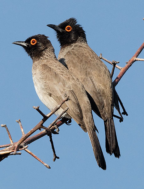 African Red-eyed Bulbul